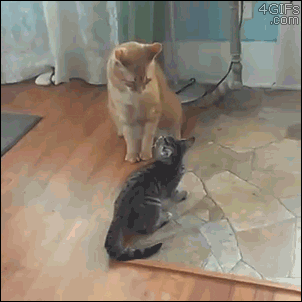 Consejos básicos al separar una pelea de gatos