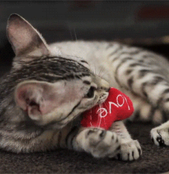 love kitten valentine cuddle nibble