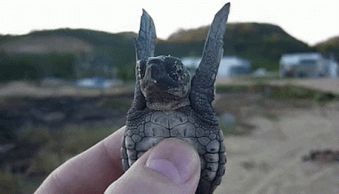 6 Ways You Can Protect Sea Turtles - do not touch