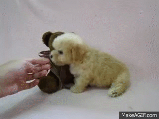 Image result for poodle gif
