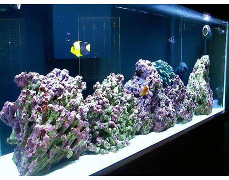 virtual aquarium gif