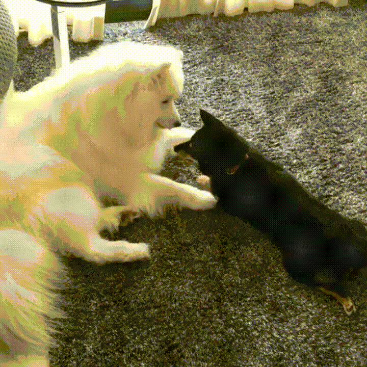 giphy.gif