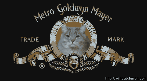 funny cat silly metro goldwyn