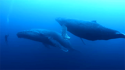 wale gif whales gif find share on giphy wale gif whales gif find share on giphy