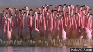 Giphy