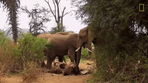 Animated GIF - Find & Share on GIPHY