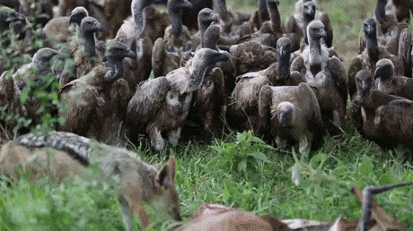 Vultures waiting for their turn in animals gifs