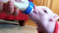 milk piglets baby pigs