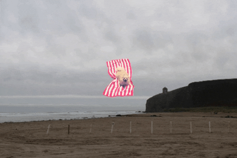Animated GIF