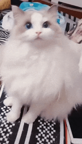 You can do anything when you are cute in cat gifs