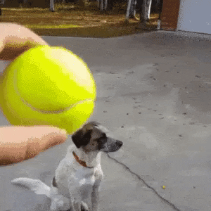 Laziest dog ever in funny gifs