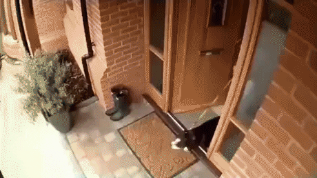 See a cat in funny gifs