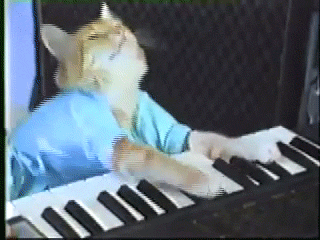 Image result for Cat playing piano gif