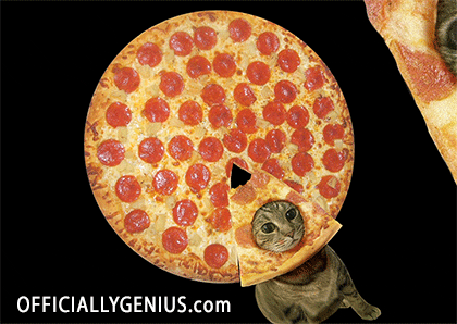 cat pizza gif find share on giphy