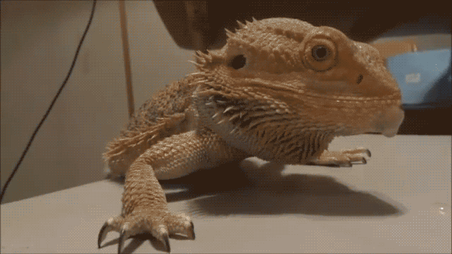 Lizard GIF - Find & Share on GIPHY