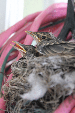 Hungry Baby Bird GIF - Find & Share on GIPHY