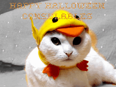 Pet Gif Find Share On Giphy
