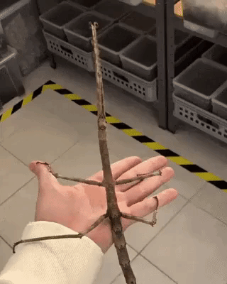 Stick bug in funny gifs