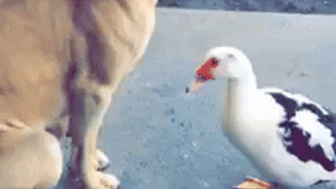 Duck finds a worm best Gif