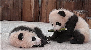  what do pandas eat
