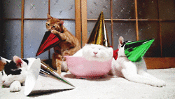 New Year Cat GIF @Giphy