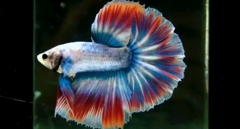 Beta Fish GIFs Find Share on GIPHY