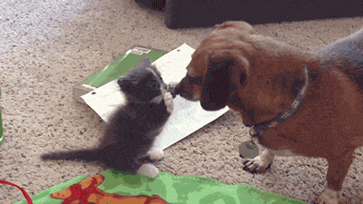 kitten puppy sfw animal friendship safe for work