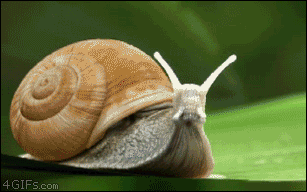 gif_snail