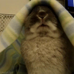 https://media.giphy.com/media/SRyrdXy4GEQyk/giphy.gif