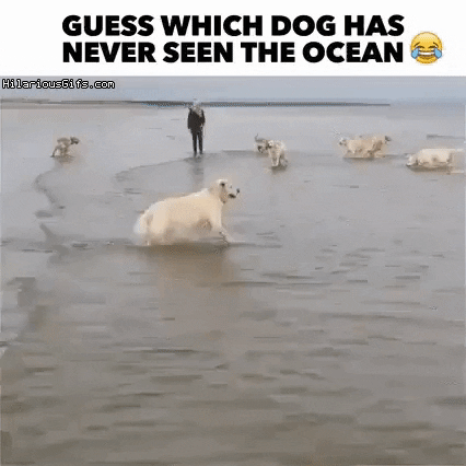 One excited doggo in dog gifs
