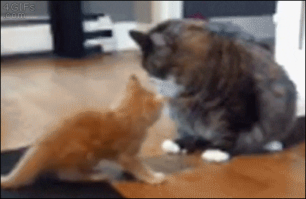 giphy.gif?cid=ecf05e474a7e2a9070a200261f
