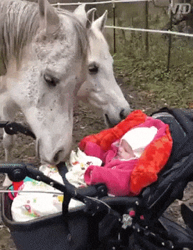 Horse meeting smol hooman in funny gifs