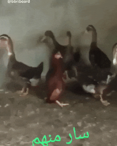 Chicken raised with ducks in wow gifs