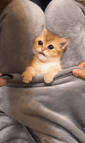 Hooman Uses Robe to Plays Peek-a-Boo with Ginger Kitten