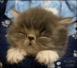 Kitten sleeping gif