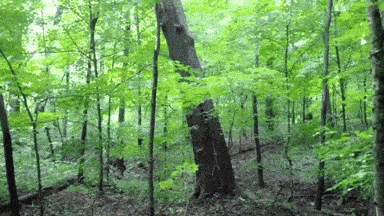 giphy-downsized-large.gif