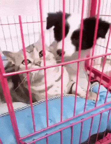 Dont mess with this cat in cat gifs