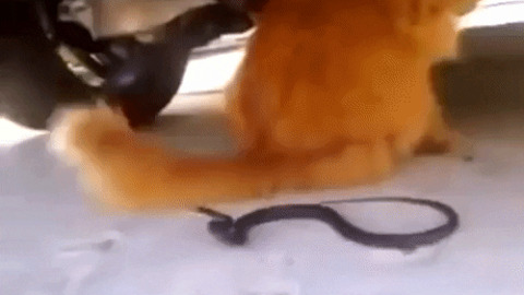 Cat Vs snake gif