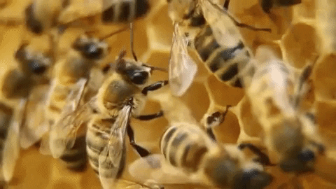 ¿Por qué son importantes las abejas?