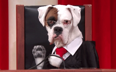 Dog Judge GIFs - Find & Share on GIPHY