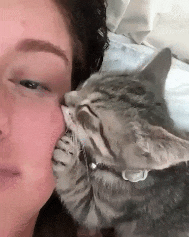 Catto affection in cat gifs