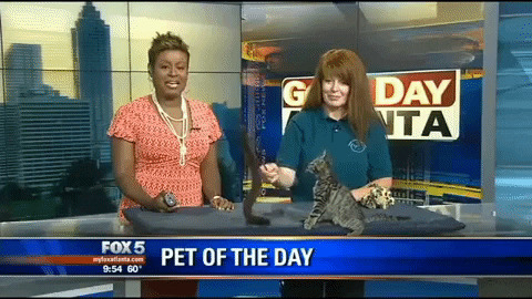 Pet of the day