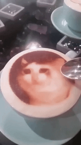 Catto coffee in cat gifs