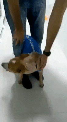How to Vaccinate Dogs at Home Pet Guide | Dog Hides its Face When Hooman Attempts to Vaccinate Him