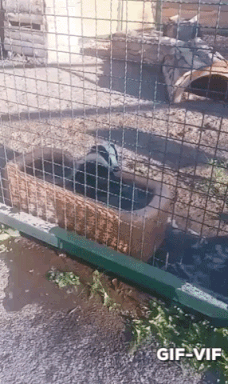 Badger Taking Bath in animals gifs