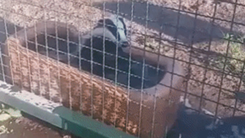 Badger Taking Bath