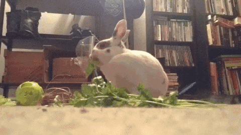 satisfying rabbit cilantro