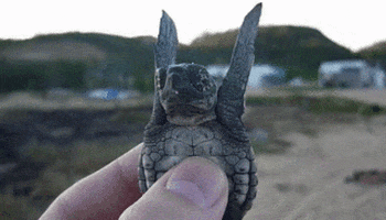 Reminds Sea Turtles GIF - Find & Share on GIPHY