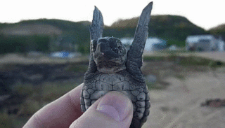 Let the baby turtles live!
