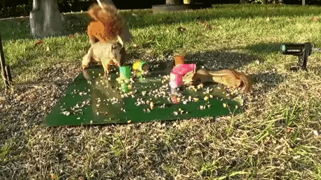 Watch this chuck in animals gifs